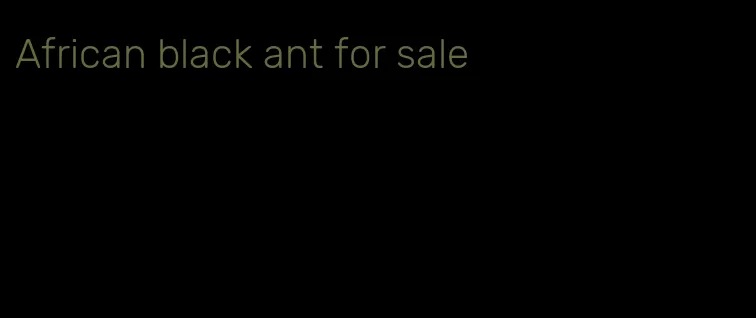 African black ant for sale