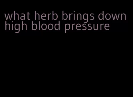 what herb brings down high blood pressure