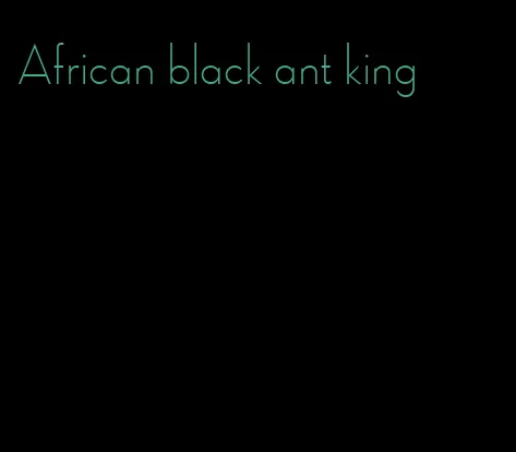 African black ant king