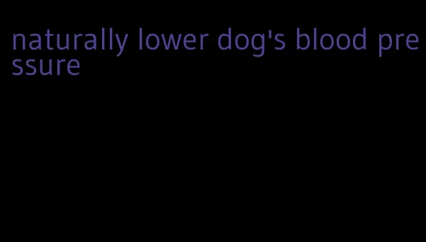 naturally lower dog's blood pressure