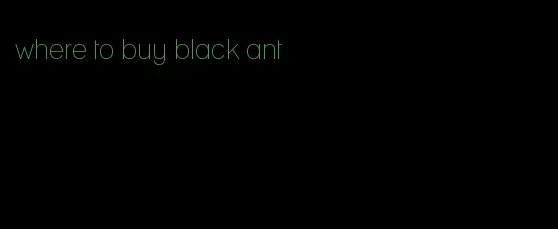 where to buy black ant