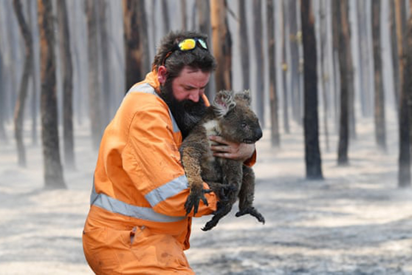 Jerusalem zoo sends aid to help animals injured in Australia fires - Jewish  Ledger