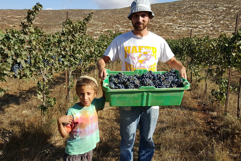 SHMITA: The Israeli farmers who are giving their land a year's rest - Jewish Ledger