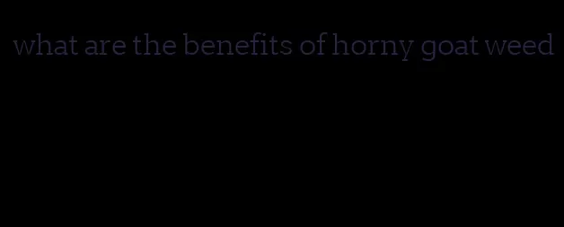 what are the benefits of horny goat weed
